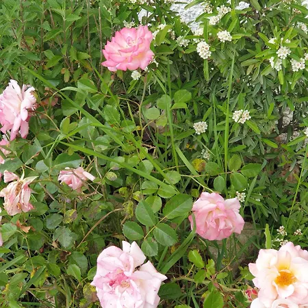 Luna Guest house Comeana