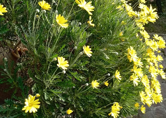 Πανσιόν Luna 4*