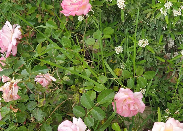 Luna Πανσιόν Comeana